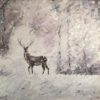 Stag in the Snow